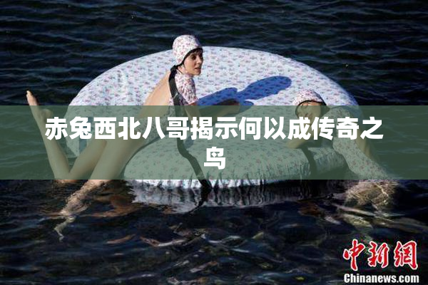 赤兔西北八哥揭示何以成传奇之鸟