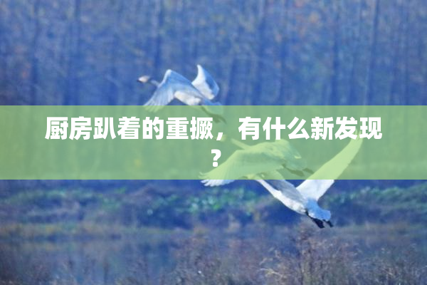 厨房趴着的重撅，有什么新发现？