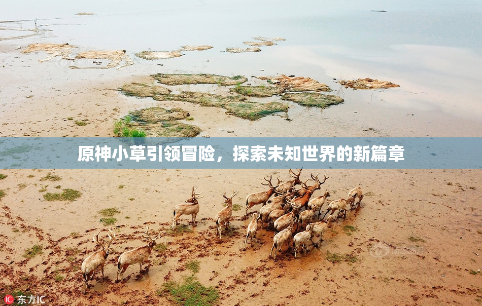 原神小草引领冒险，探索未知世界的新篇章