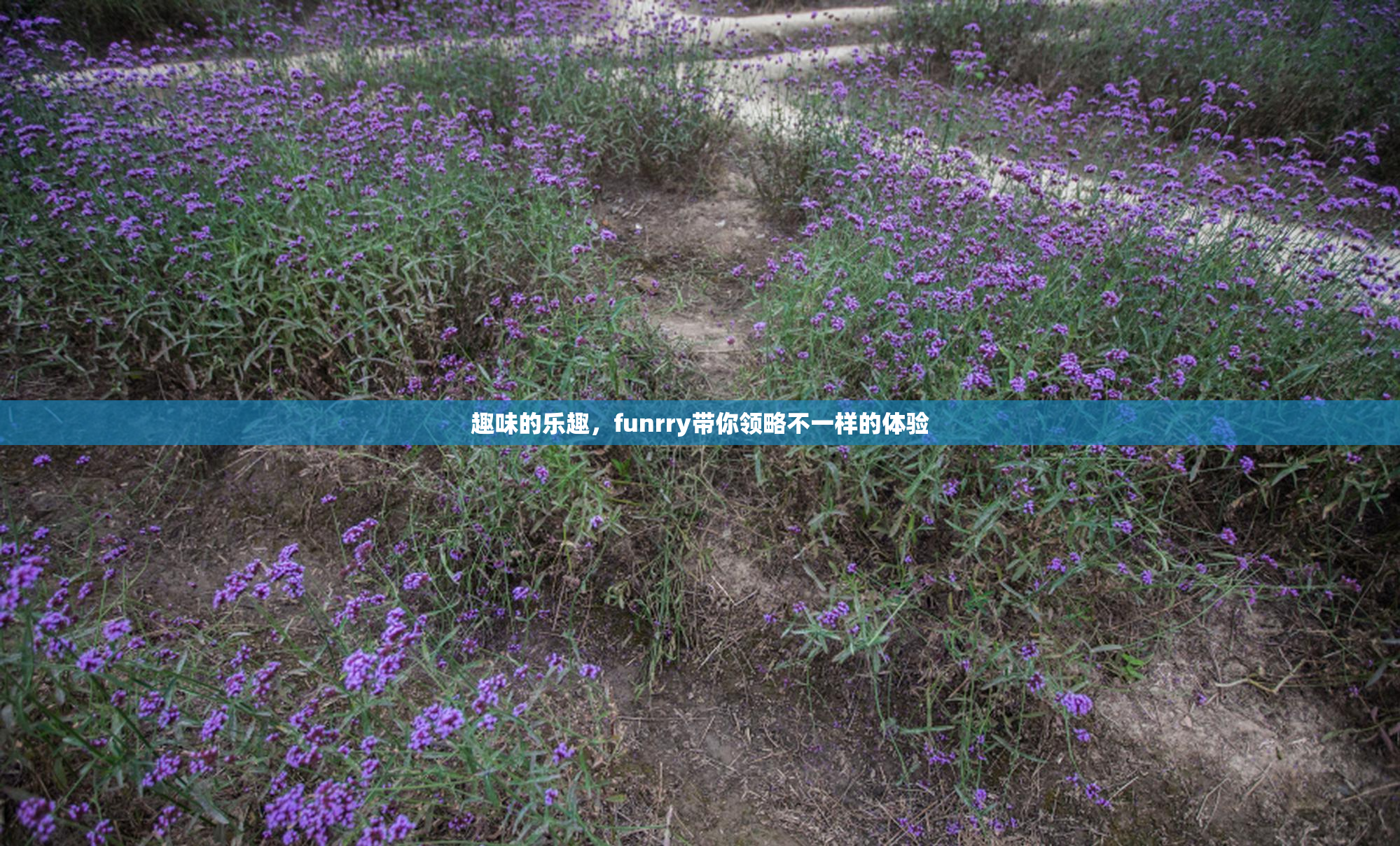 趣味的乐趣，funrry带你领略不一样的体验