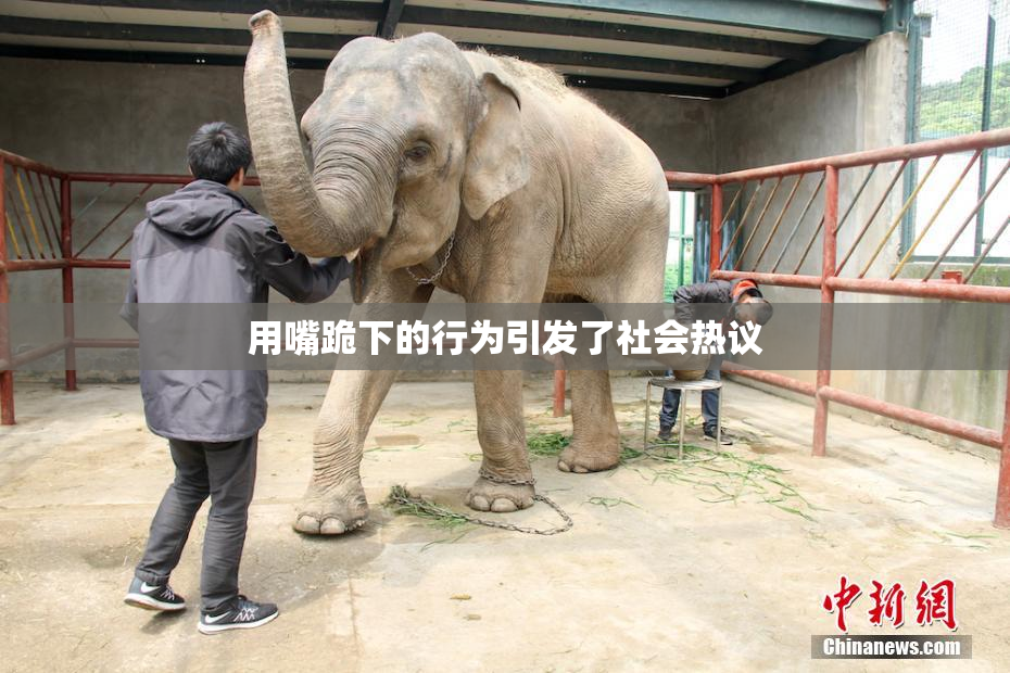 用嘴跪下的行为引发了社会热议