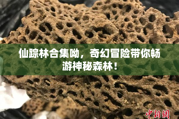 仙踪林合集呦，奇幻冒险带你畅游神秘森林！