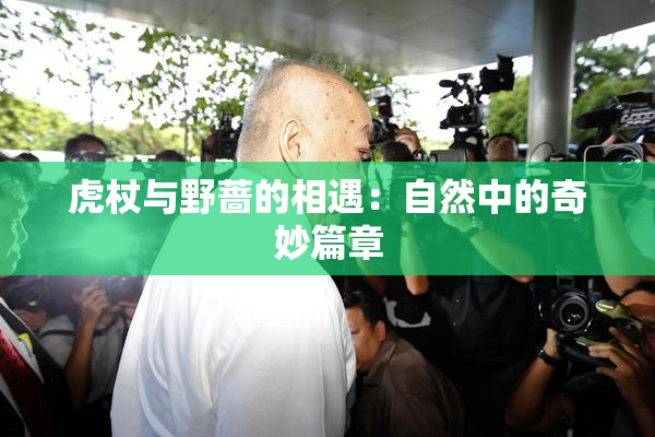 虎杖与野蔷的相遇：自然中的奇妙篇章