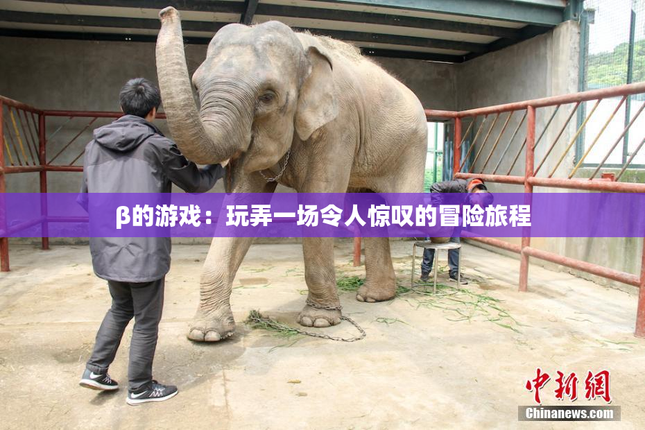 β的游戏：玩弄一场令人惊叹的冒险旅程