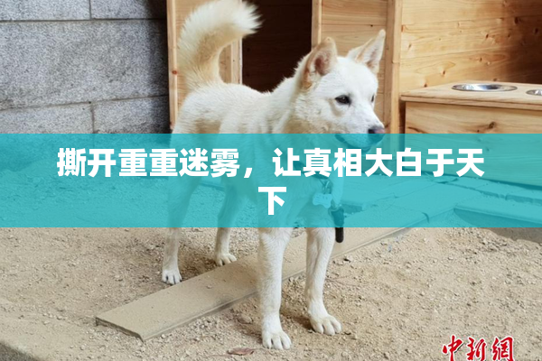 撕开重重迷雾，让真相大白于天下