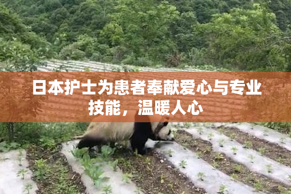 日本护士为患者奉献爱心与专业技能，温暖人心