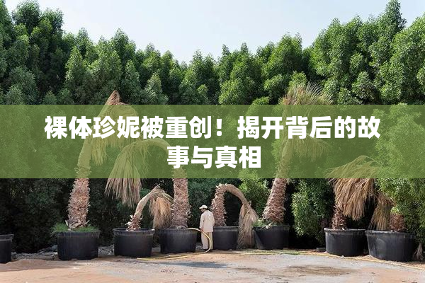 裸体珍妮被重创！揭开背后的故事与真相