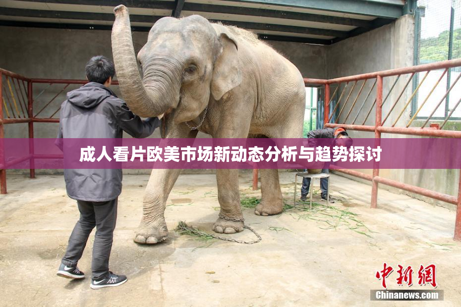 成人看片欧美市场新动态分析与趋势探讨