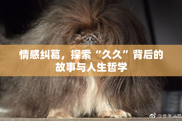 情感纠葛，探索“久久”背后的故事与人生哲学