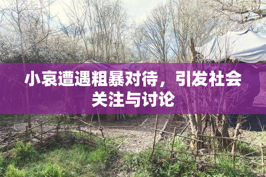 小哀遭遇粗暴对待，引发社会关注与讨论