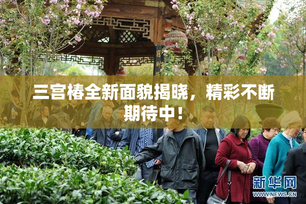 三宫椿全新面貌揭晓，精彩不断期待中！