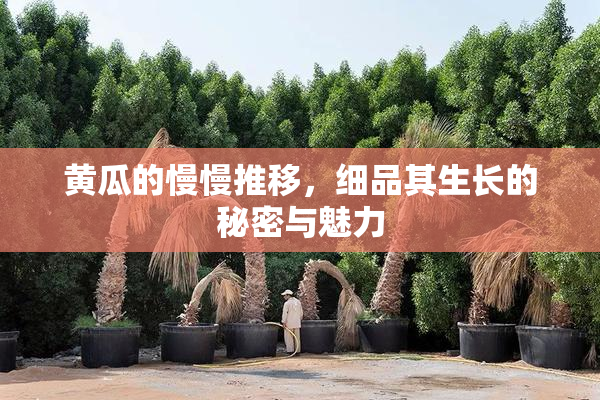 黄瓜的慢慢推移，细品其生长的秘密与魅力