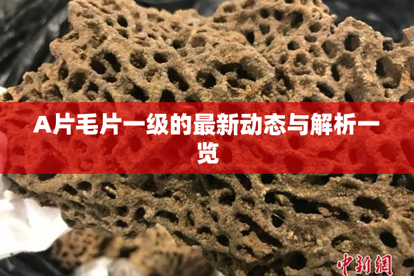 A片毛片一级的最新动态与解析一览