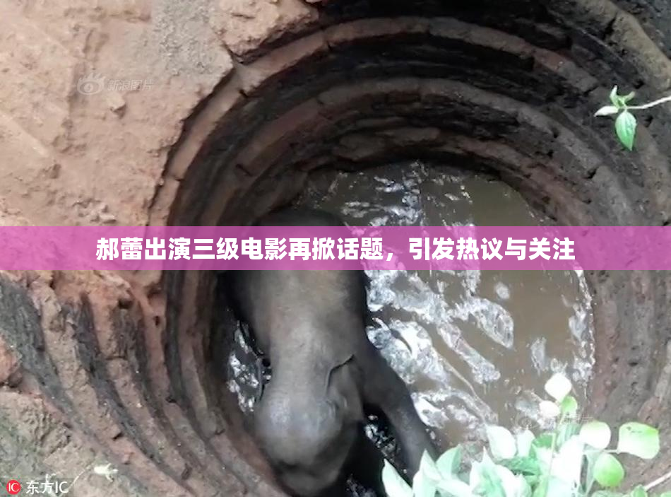 郝蕾出演三级电影再掀话题，引发热议与关注