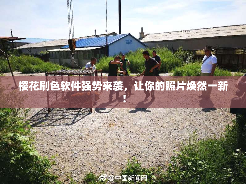 樱花刷色软件强势来袭，让你的照片焕然一新！