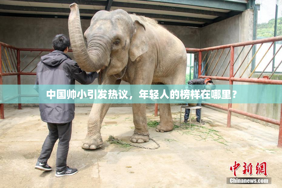 中国帅小引发热议，年轻人的榜样在哪里？