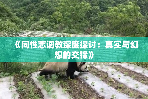《同性恋调教深度探讨：真实与幻想的交锋》