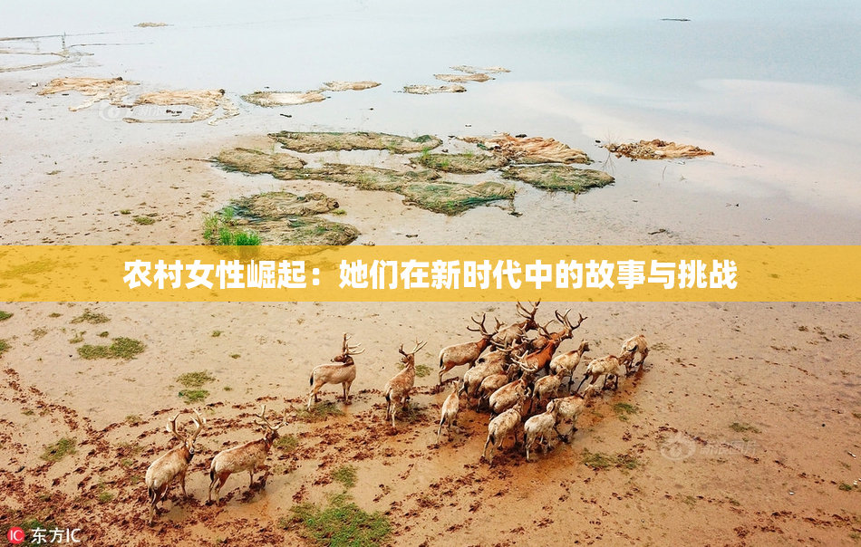 农村女性崛起：她们在新时代中的故事与挑战