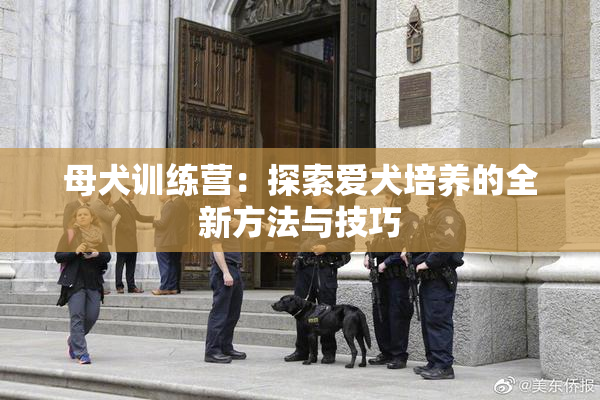 母犬训练营：探索爱犬培养的全新方法与技巧