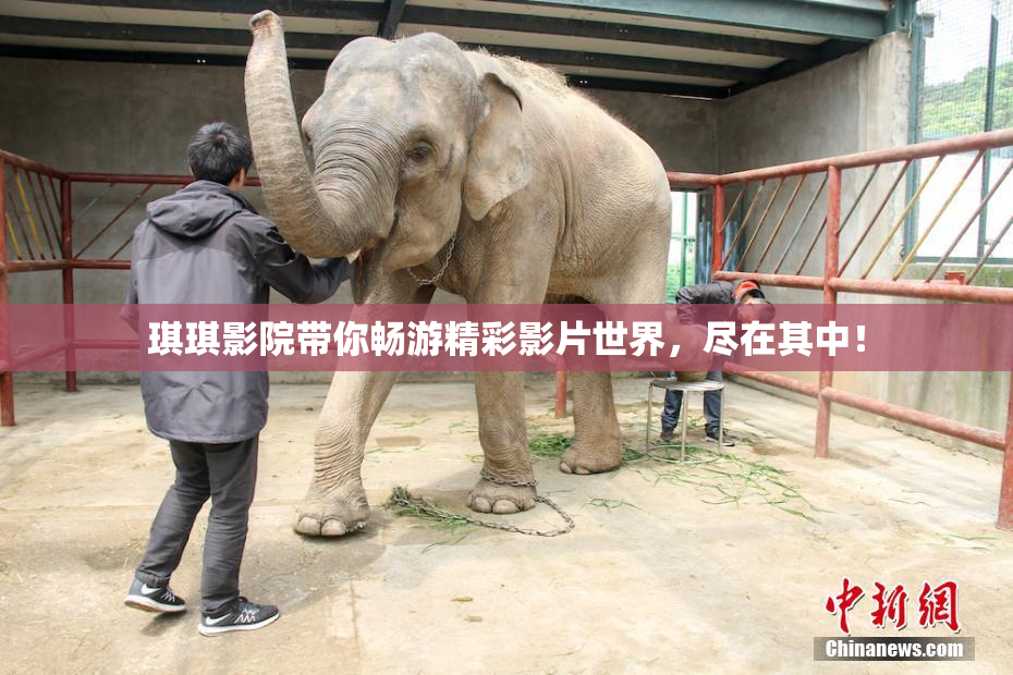 琪琪影院带你畅游精彩影片世界，尽在其中！