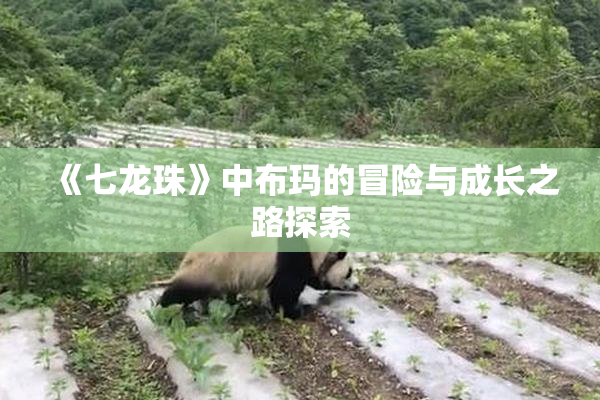 《七龙珠》中布玛的冒险与成长之路探索
