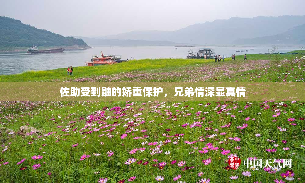佐助受到鼬的娇重保护，兄弟情深显真情