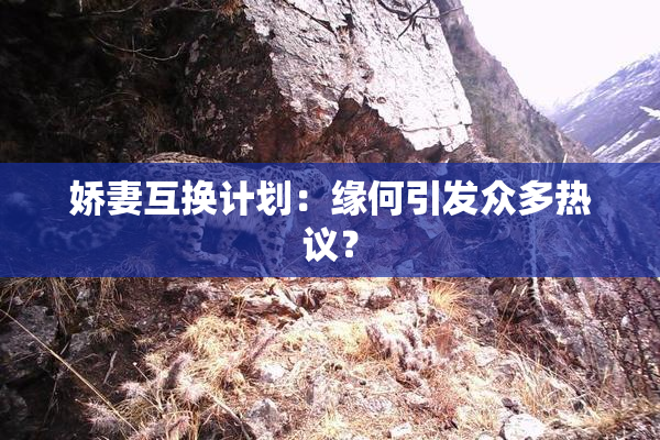 娇妻互换计划：缘何引发众多热议？