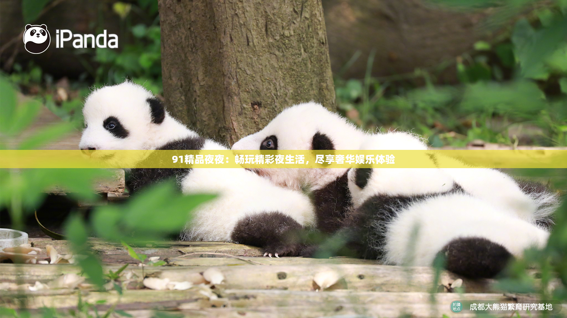 91精品夜夜：畅玩精彩夜生活，尽享奢华娱乐体验