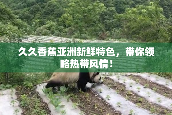久久香蕉亚洲新鲜特色，带你领略热带风情！