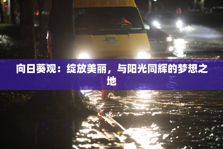 向日葵观：绽放美丽，与阳光同辉的梦想之地