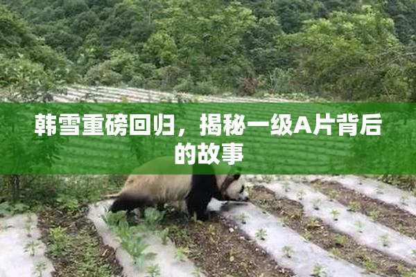 韩雪重磅回归，揭秘一级A片背后的故事