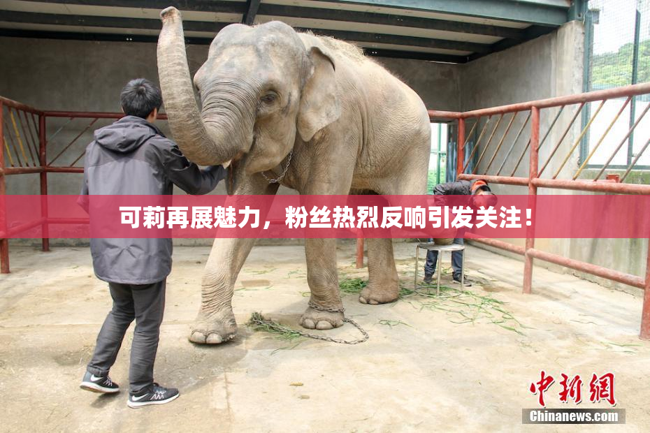 可莉再展魅力，粉丝热烈反响引发关注！
