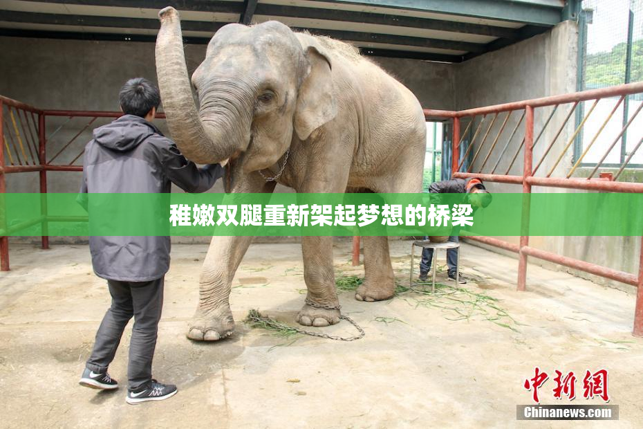 稚嫩双腿重新架起梦想的桥梁
