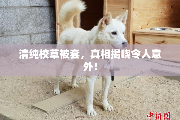 清纯校草被套，真相揭晓令人意外！