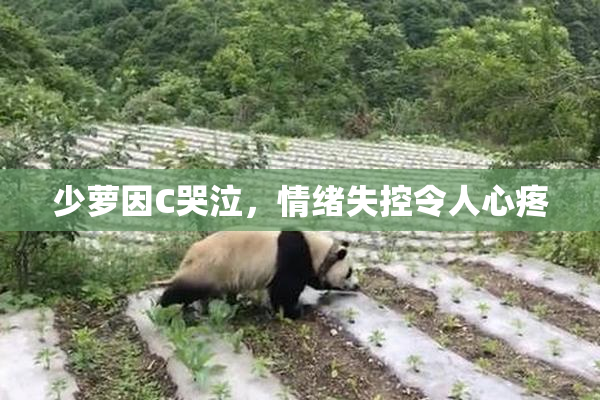少萝因C哭泣，情绪失控令人心疼
