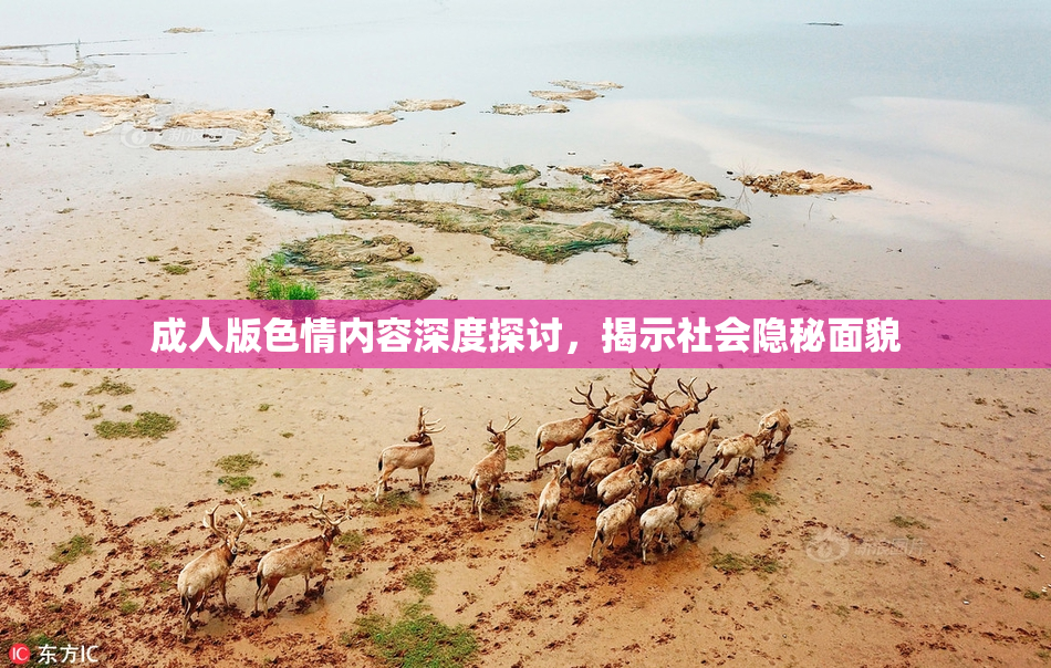 成人版色情内容深度探讨，揭示社会隐秘面貌
