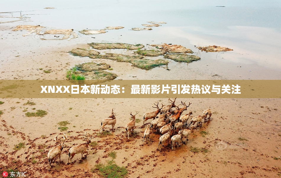XNXX日本新动态：最新影片引发热议与关注