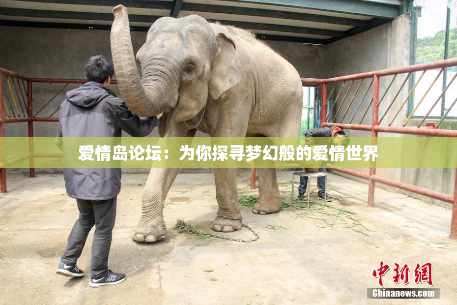 爱情岛论坛：为你探寻梦幻般的爱情世界