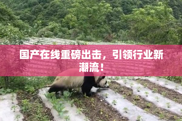 国产在线重磅出击，引领行业新潮流！