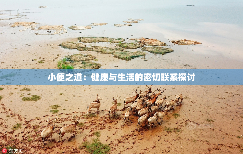 小便之道：健康与生活的密切联系探讨