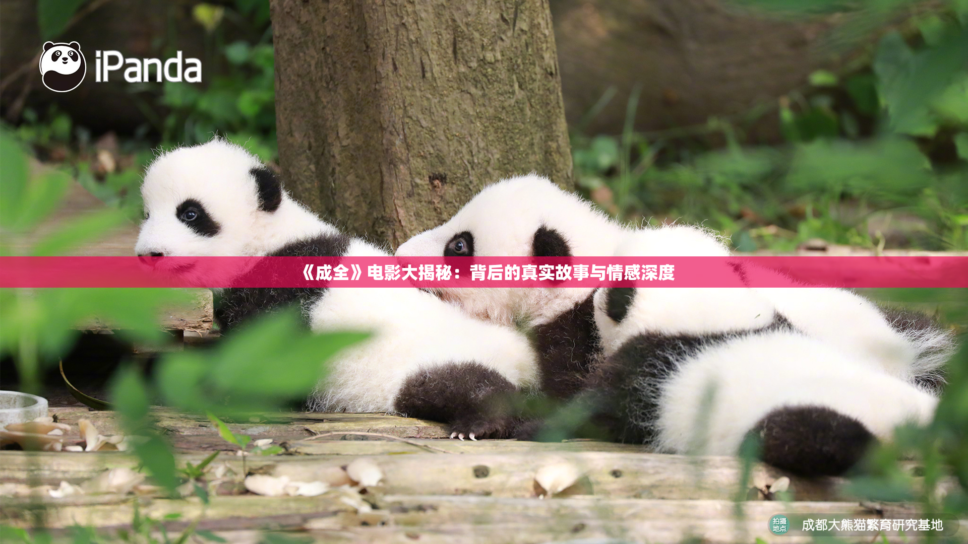 《成全》电影大揭秘：背后的真实故事与情感深度