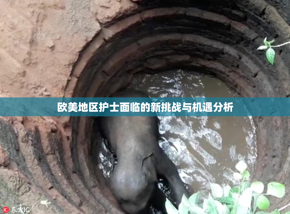 欧美地区护士面临的新挑战与机遇分析