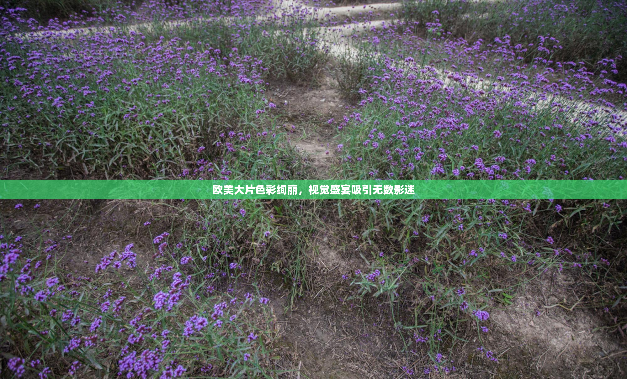 欧美大片色彩绚丽，视觉盛宴吸引无数影迷