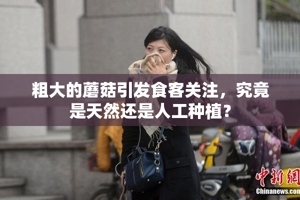 粗大的蘑菇引发食客关注，究竟是天然还是人工种植？