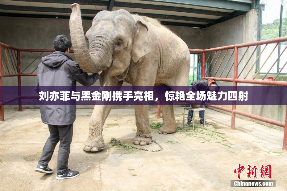 刘亦菲与黑金刚携手亮相，惊艳全场魅力四射