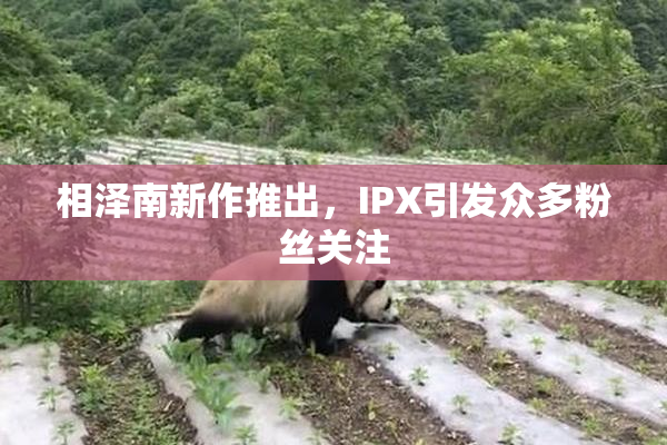 相泽南新作推出，IPX引发众多粉丝关注
