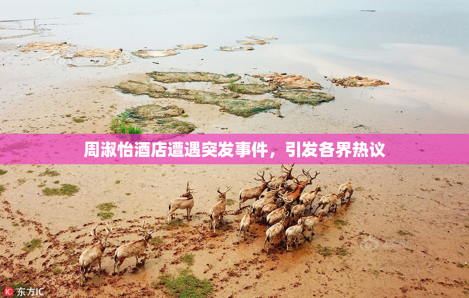 周淑怡酒店遭遇突发事件，引发各界热议