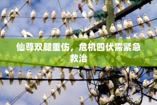 仙尊双腿重伤，危机四伏需紧急救治