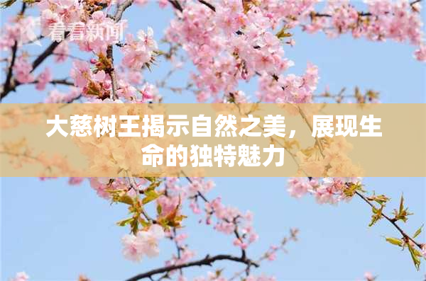大慈树王揭示自然之美，展现生命的独特魅力