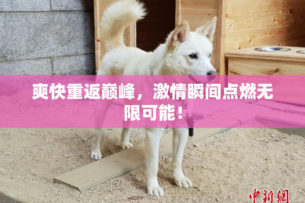 爽快重返巅峰，激情瞬间点燃无限可能！